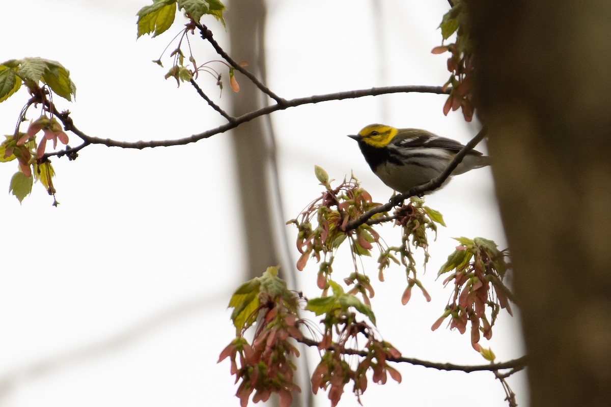 Black-throated Green Warbler - ML618212845