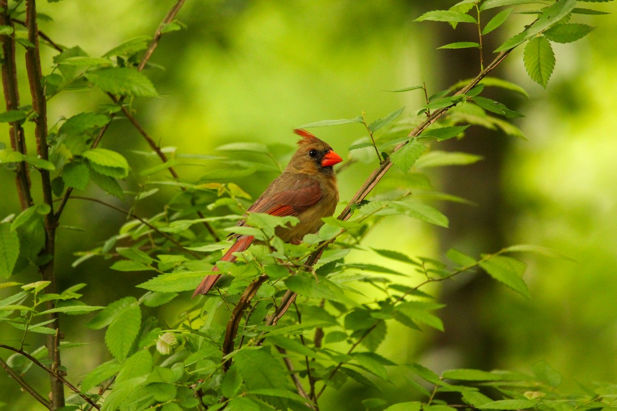 Northern Cardinal - Richard  Lechleitner