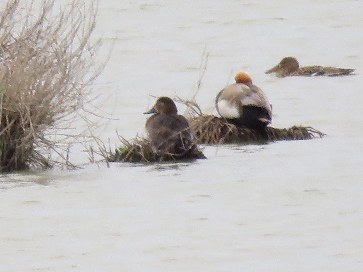 Red-crested Pochard - Anonymous