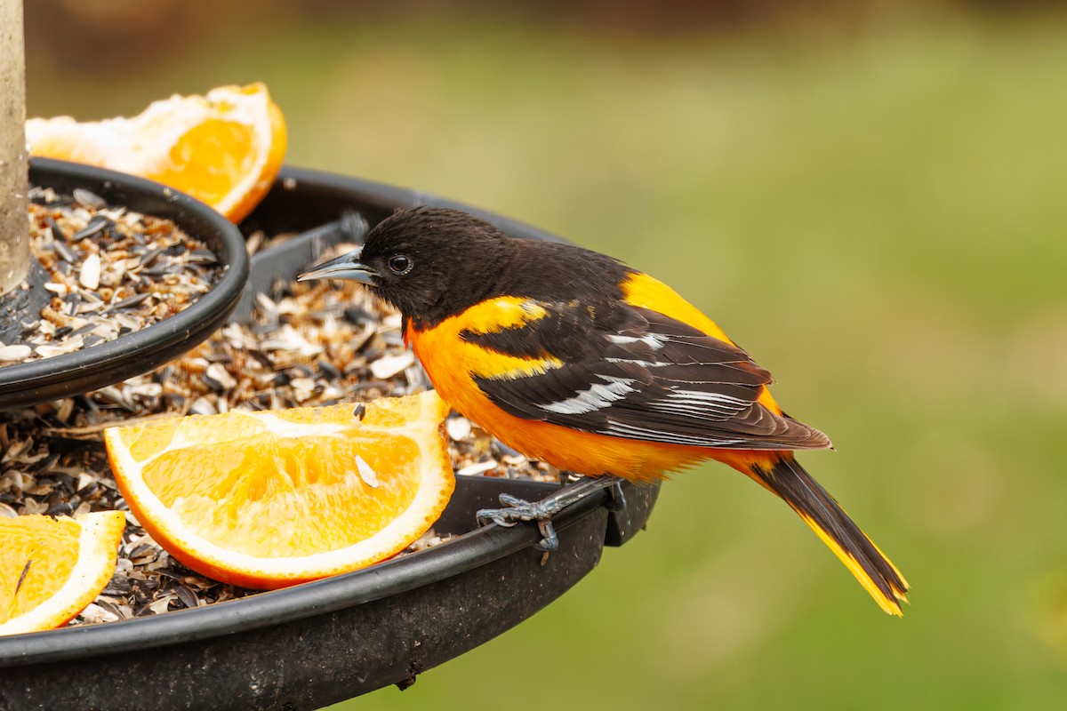 Baltimore Oriole - Ken Janes