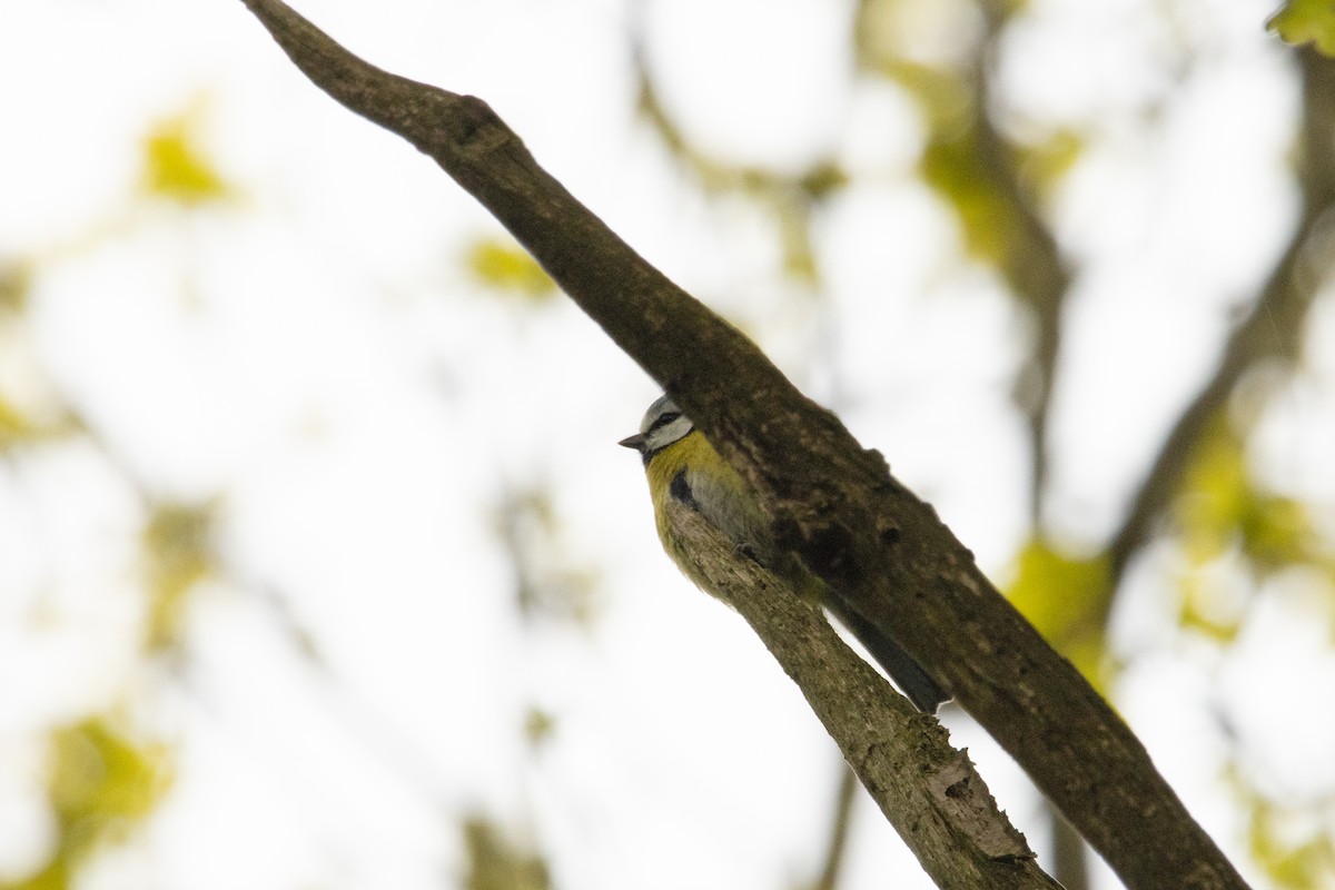 Eurasian Blue Tit - ML618212882