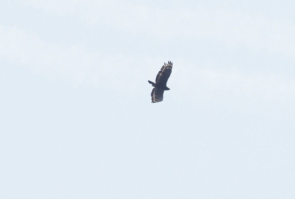 Crested Serpent-Eagle - 芳色 林