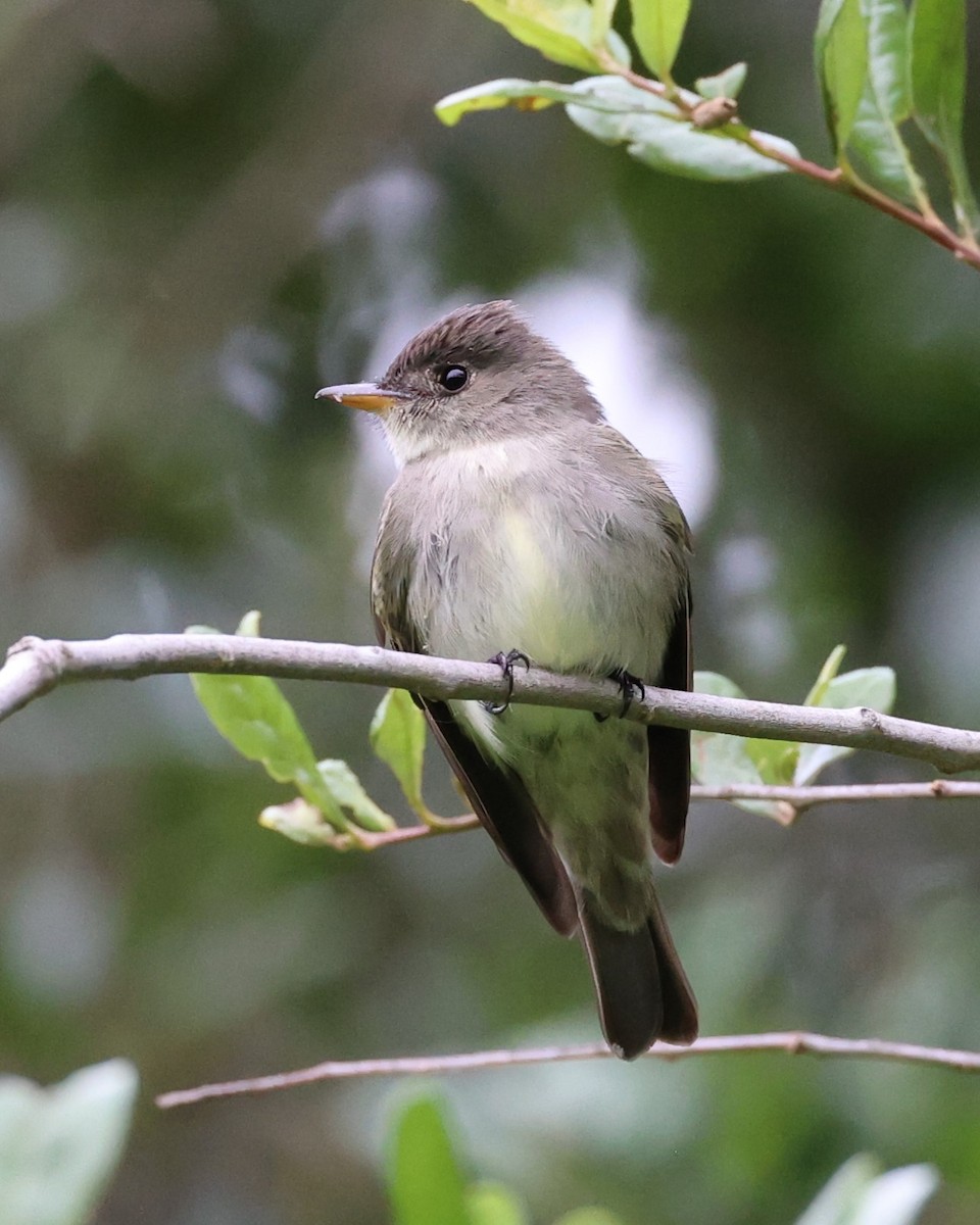 Eastern Wood-Pewee - ML618212897