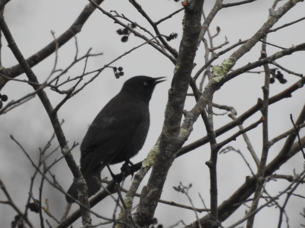 Rusty Blackbird - ML618212898