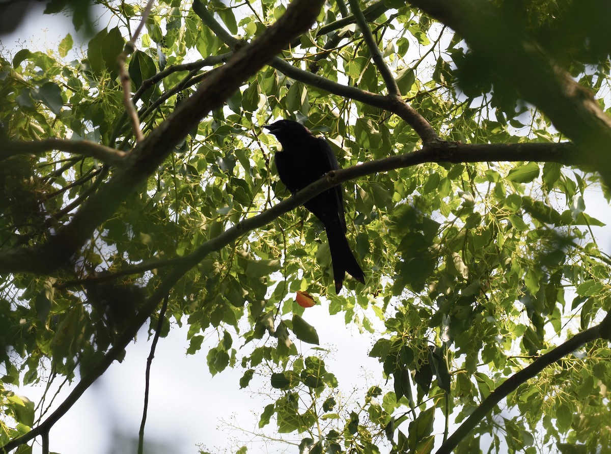 Black Drongo - ML618212899