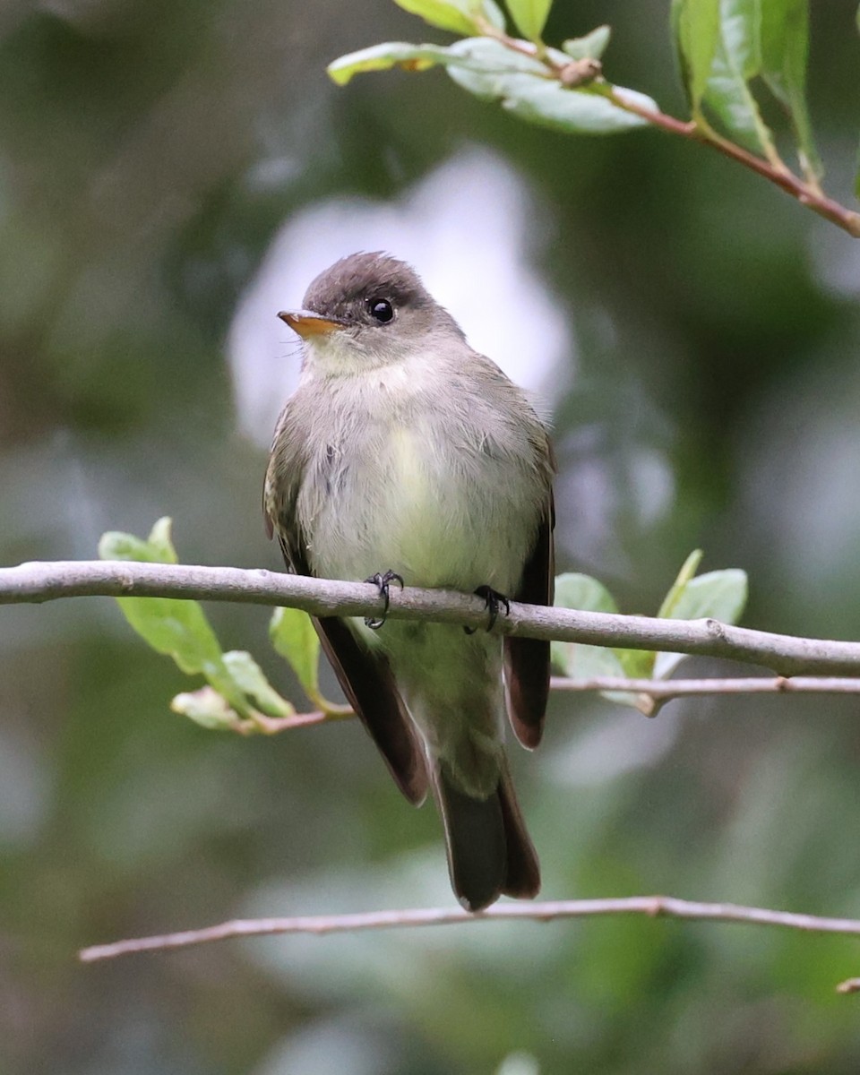 Eastern Wood-Pewee - ML618212900