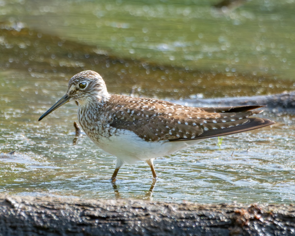 Spotted Sandpiper - Charles Byrne