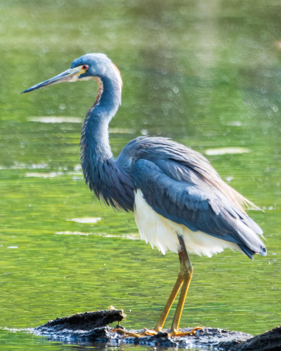 Tricolored Heron - ML618212908