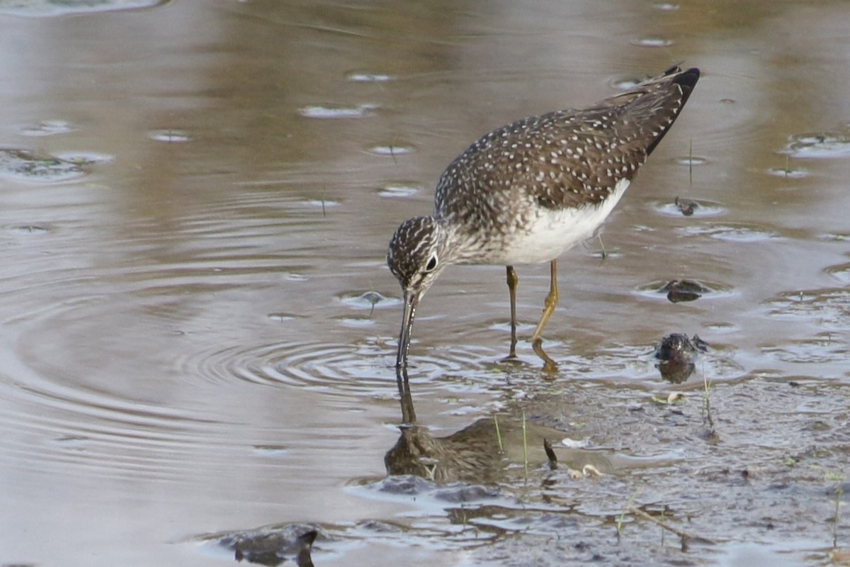 Solitary Sandpiper - Rick Wojcik