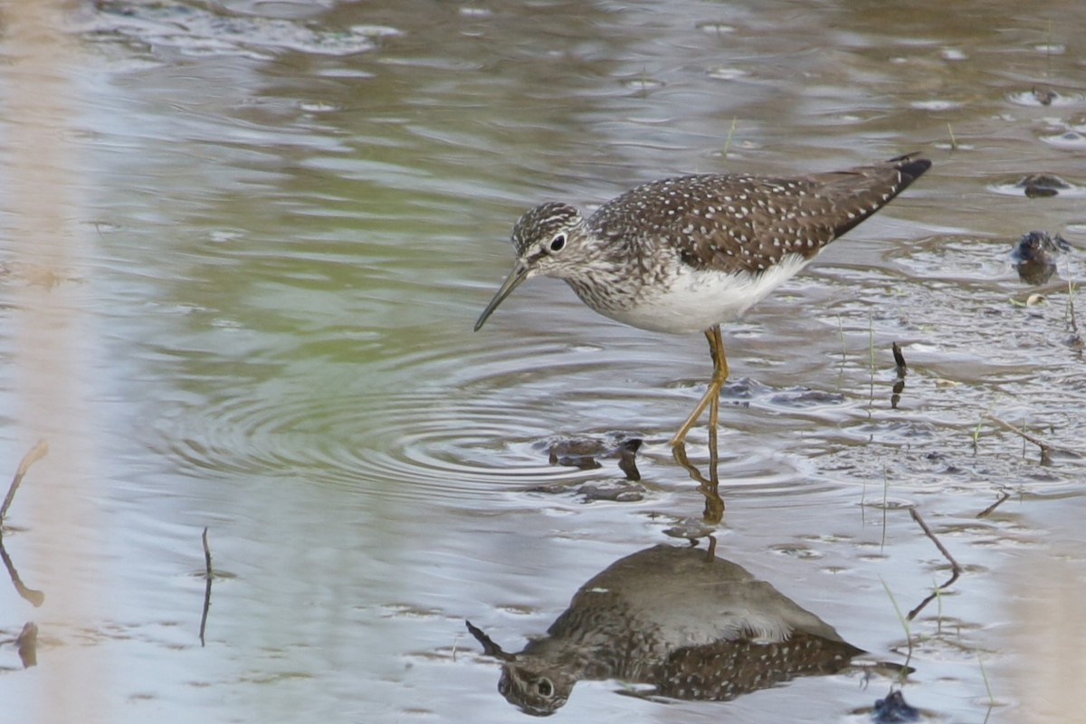 Solitary Sandpiper - Rick Wojcik