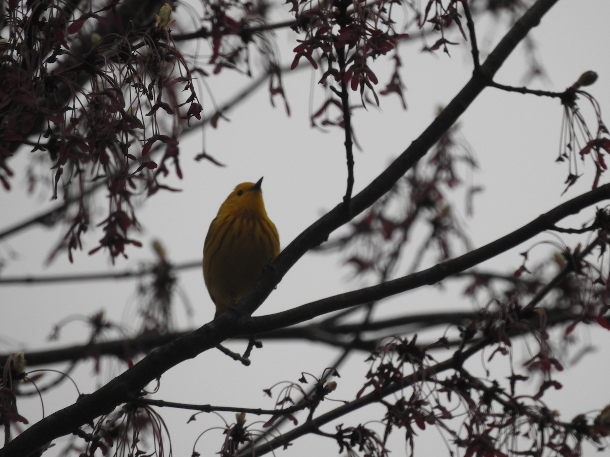 Yellow Warbler (Northern) - ML618212923