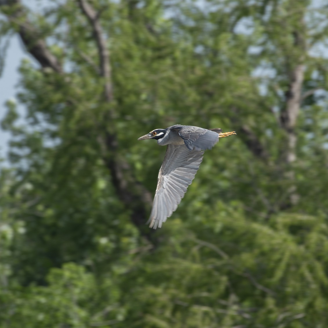 Yellow-crowned Night Heron - Omar Barroso Putare