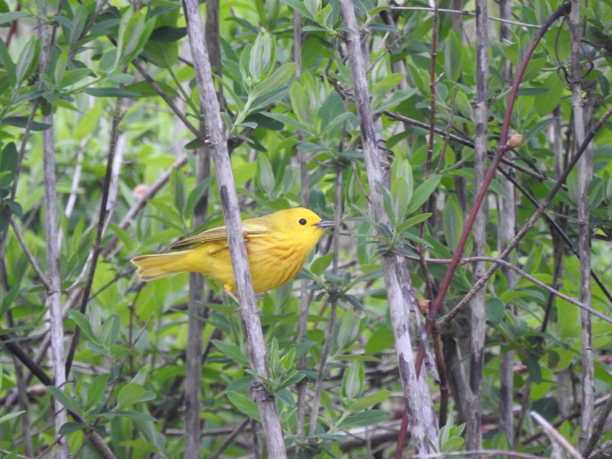 Yellow Warbler (Northern) - ML618212933