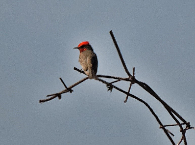 Vermilion Flycatcher - ML618212952