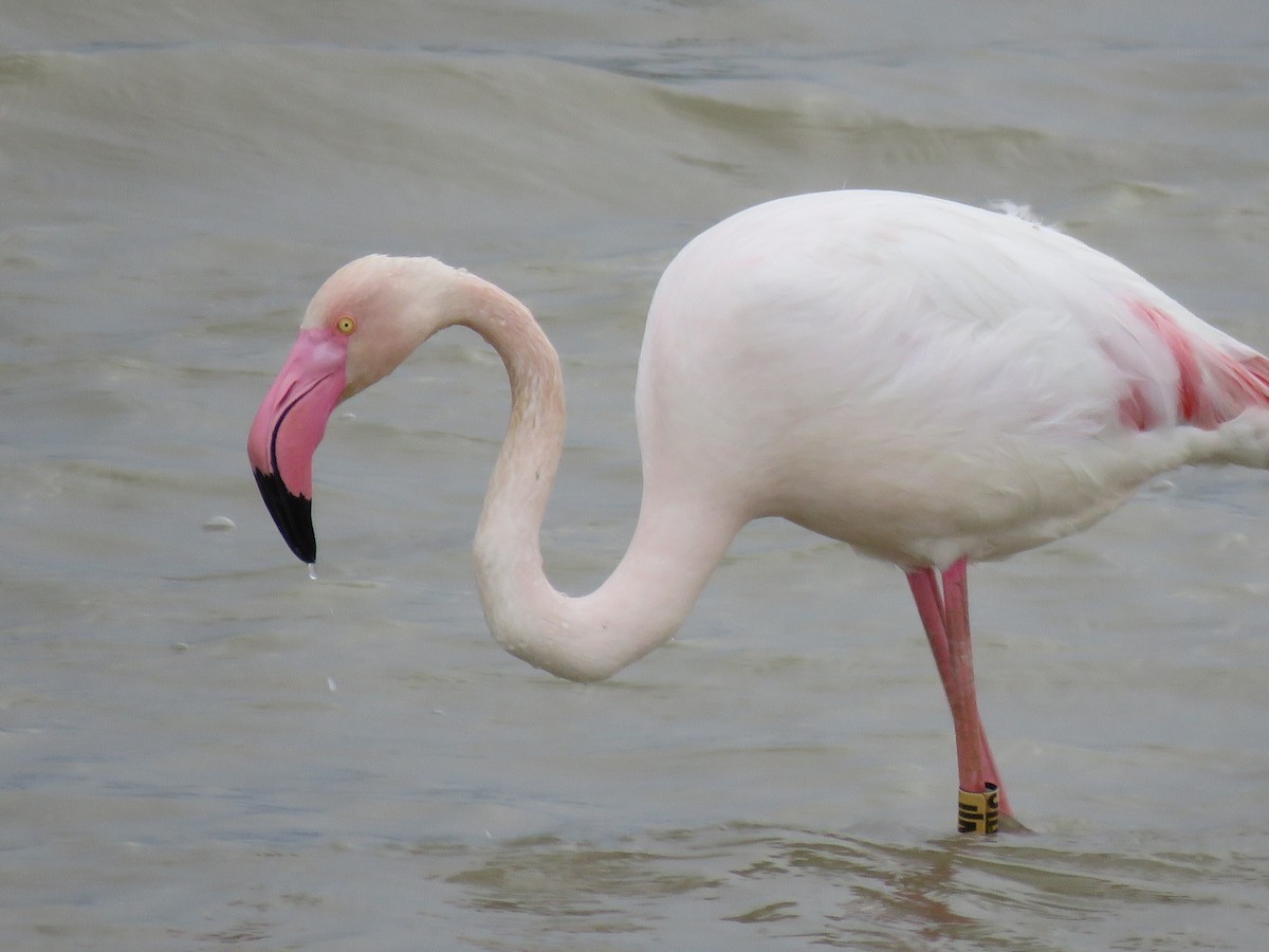 Розовый фламинго - ML618212973