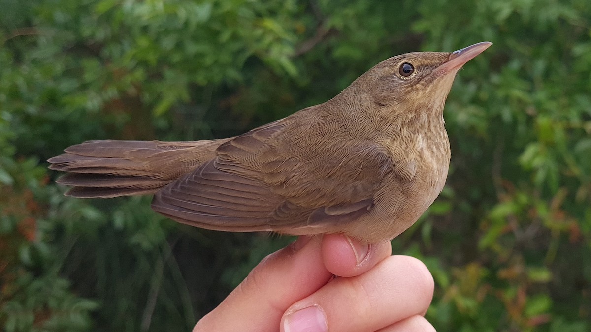 River Warbler - ML618212988