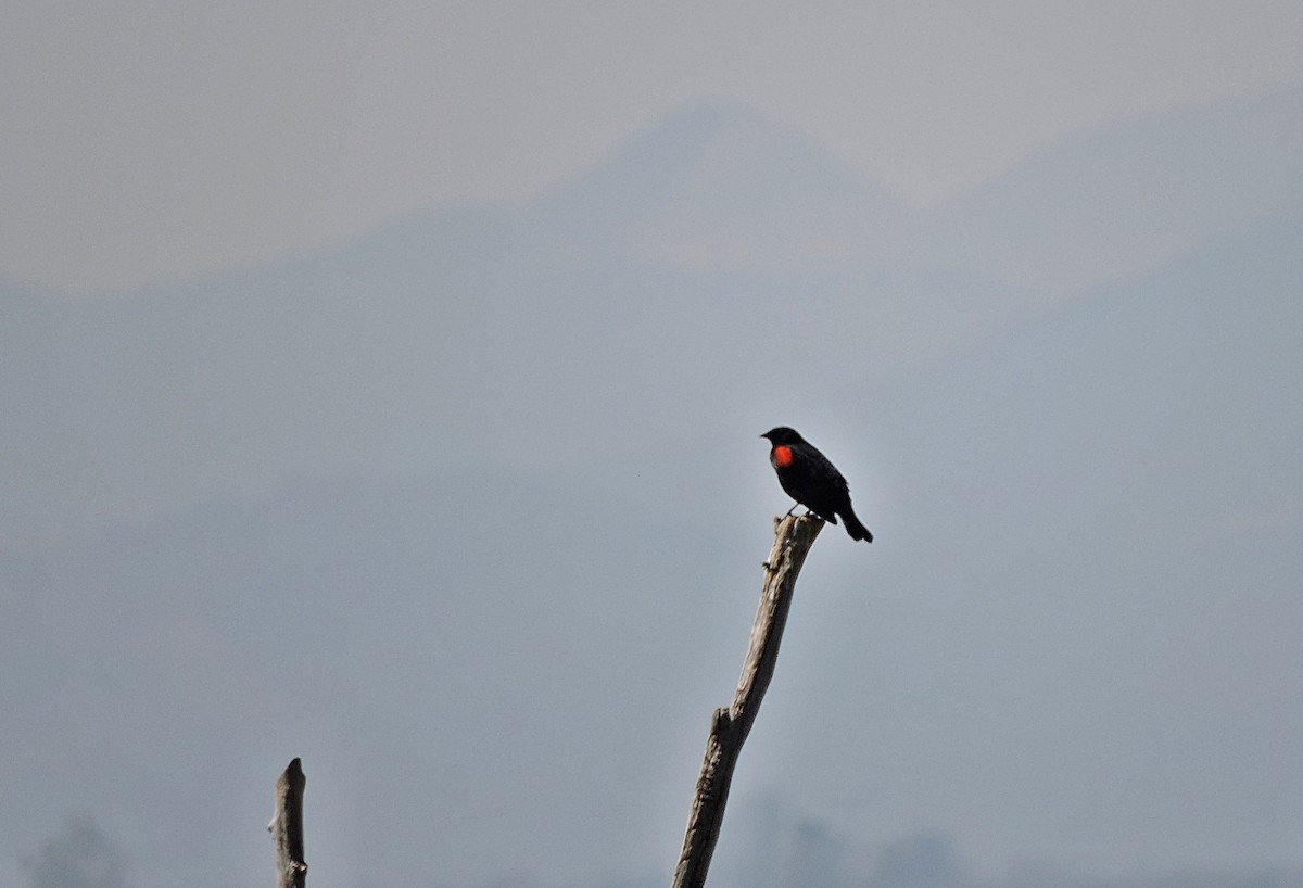 Red-winged Blackbird - ML618212995