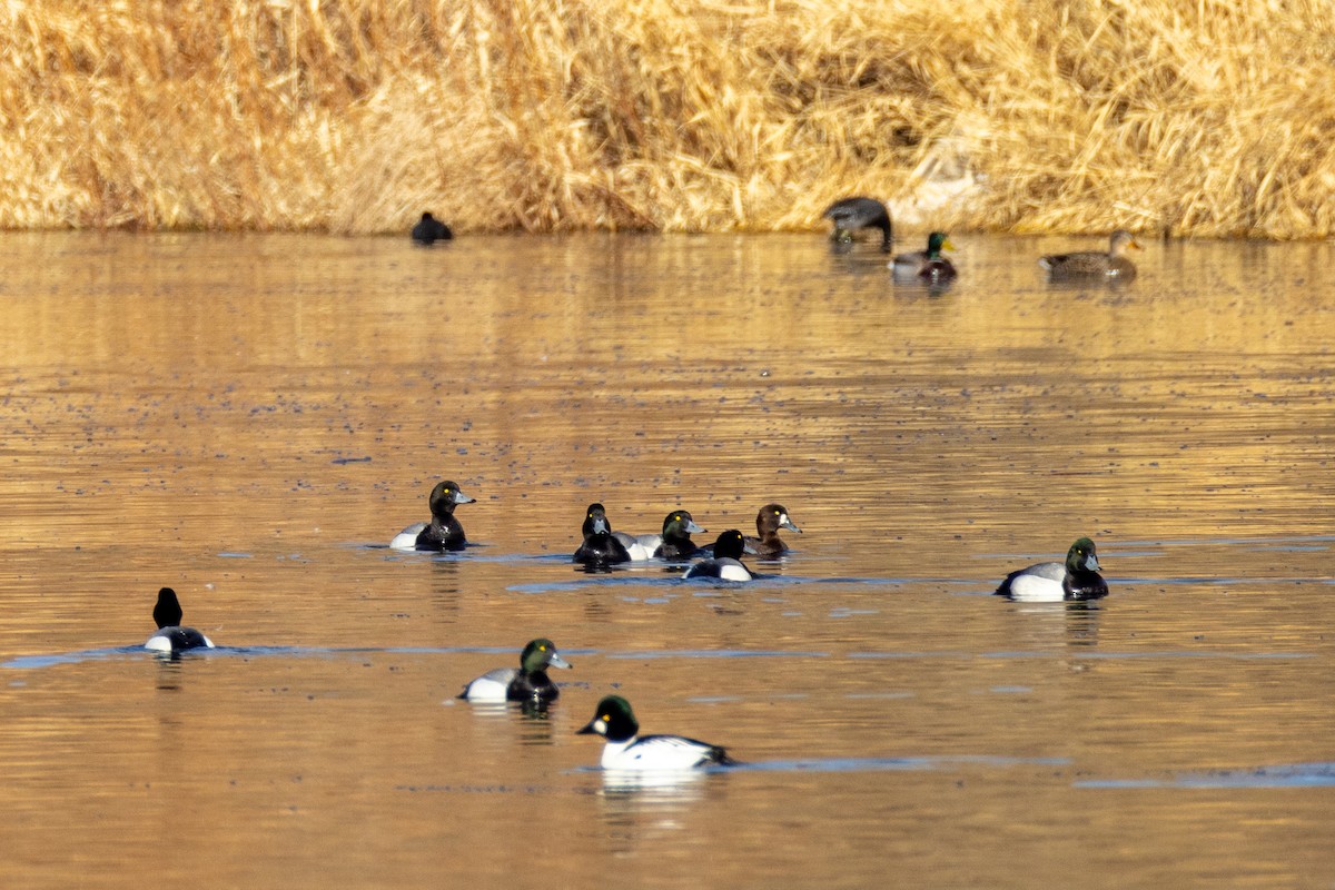 Greater Scaup - Rick Hughes