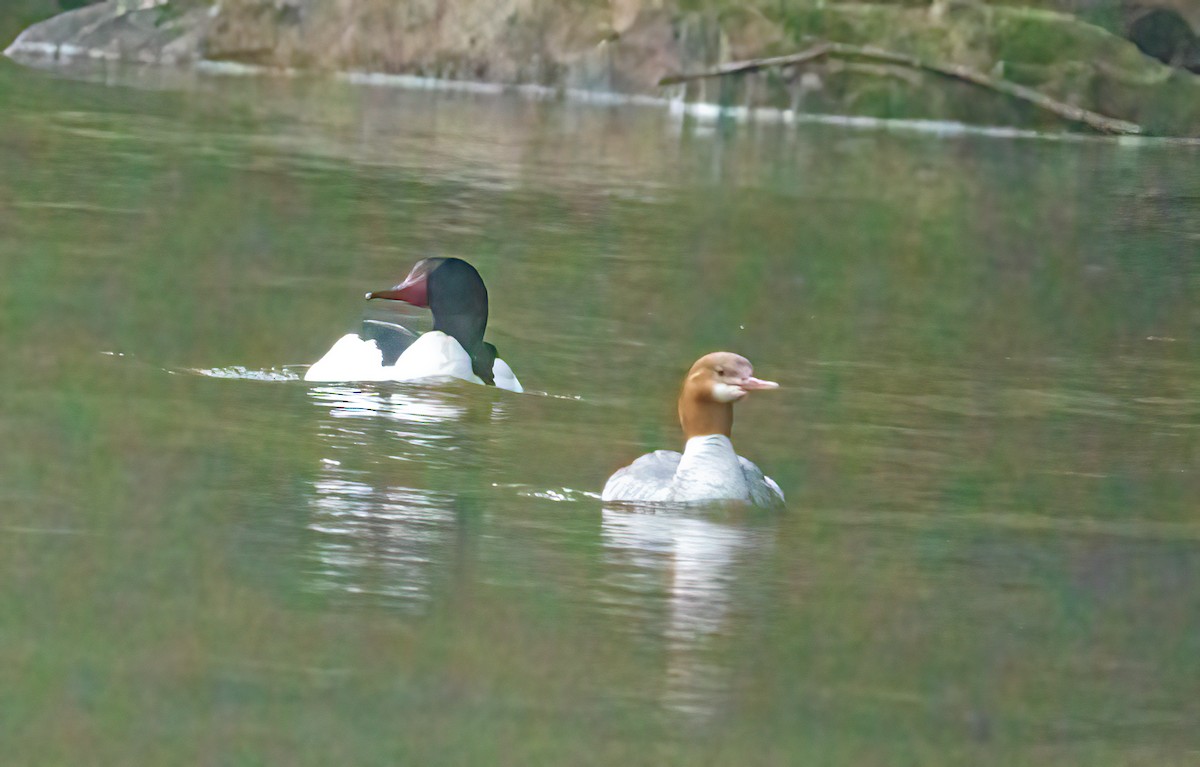 Common Merganser - Renee Frederick