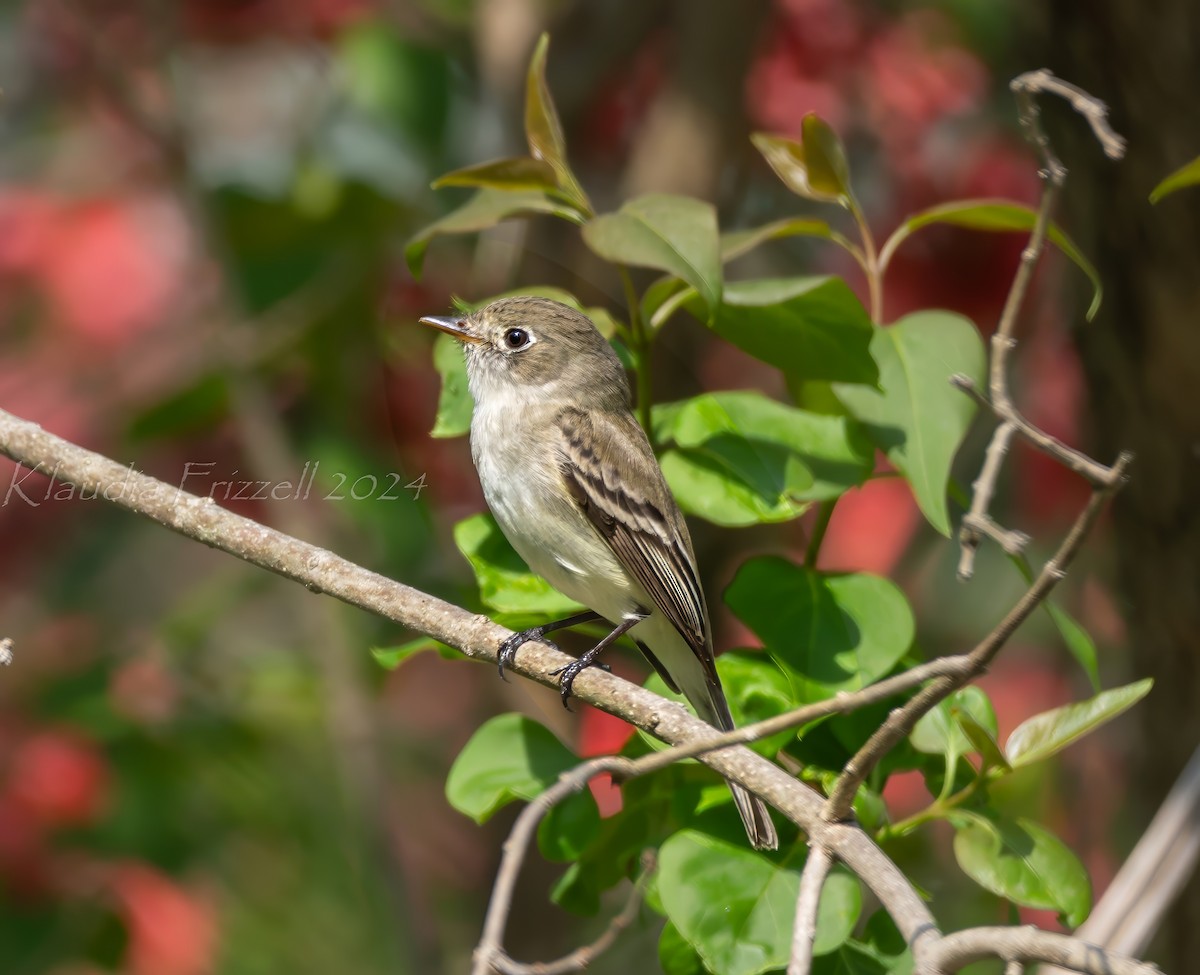 Mosquero Mínimo - ML618213047