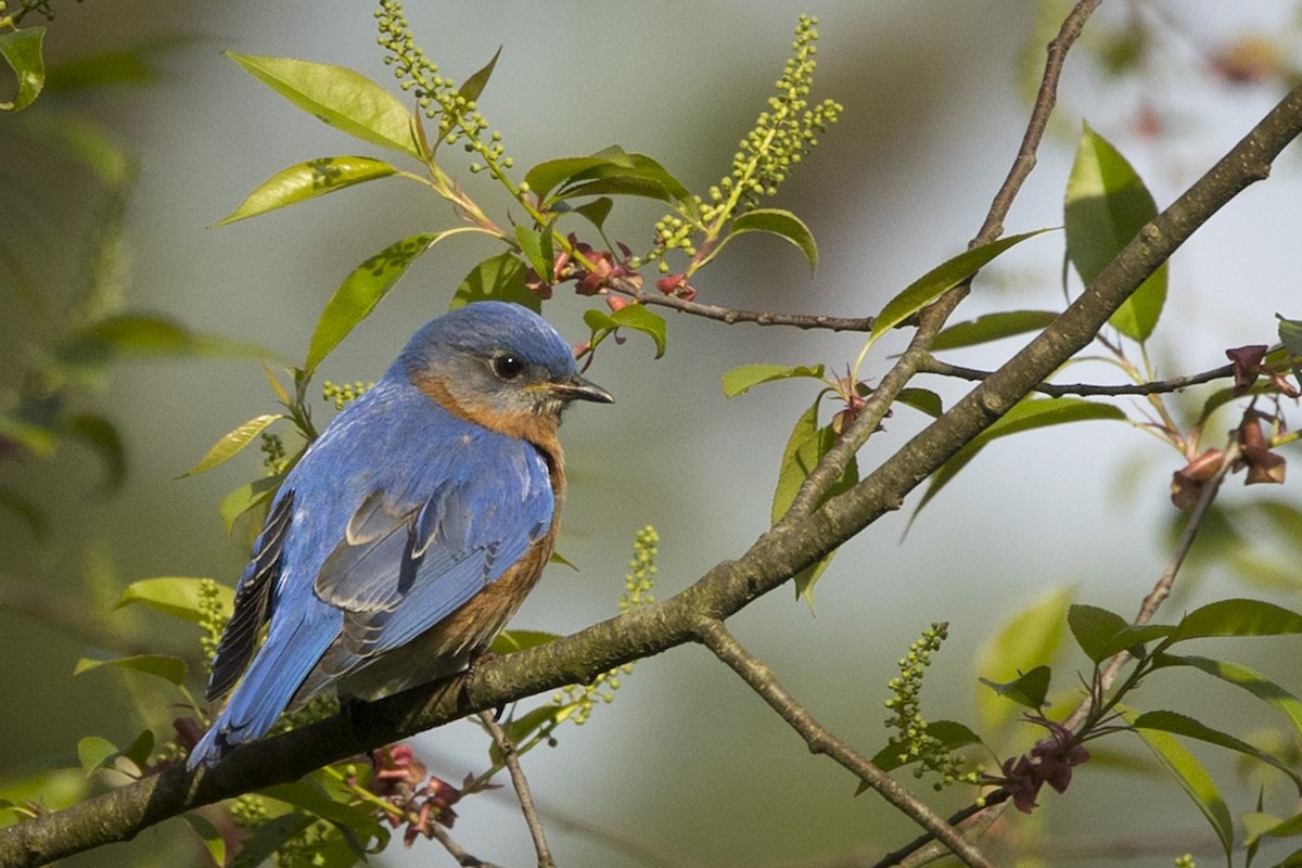 Eastern Bluebird - Michael Bowen