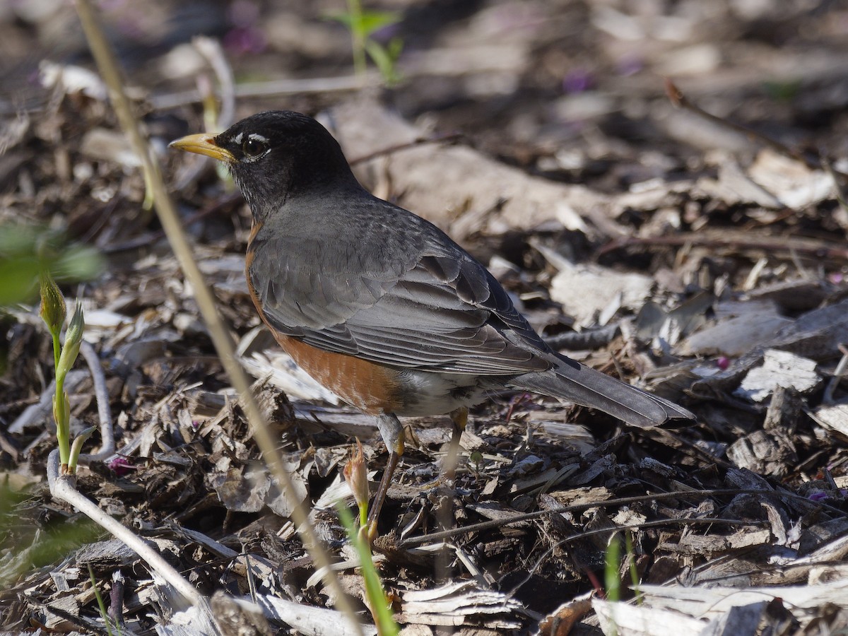 American Robin - Ralph Miner