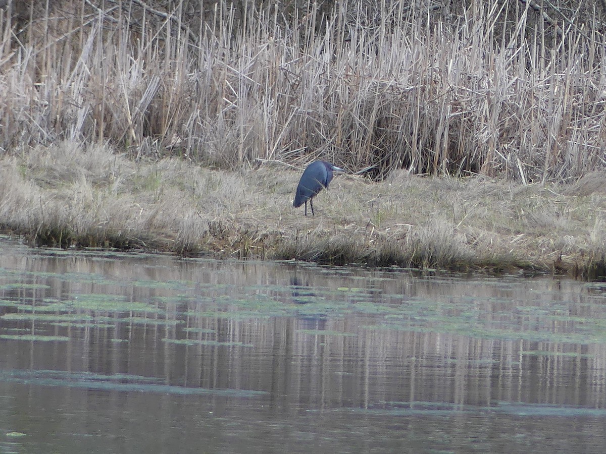 Little Blue Heron - ML618213105