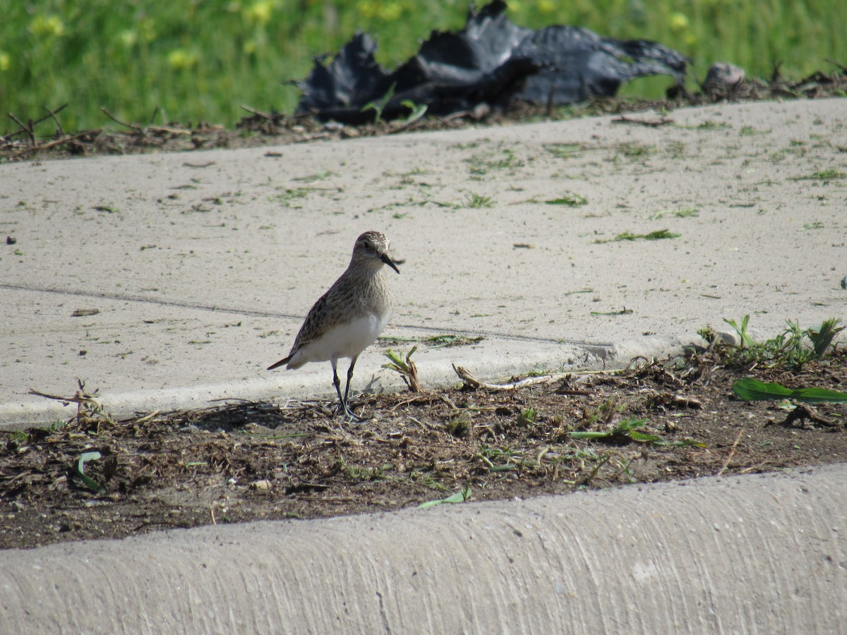 Baird's Sandpiper - Winston Caillouet