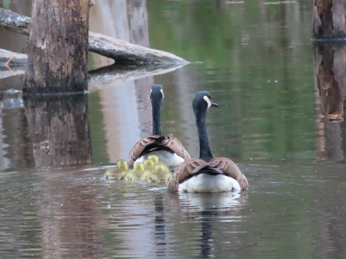 Canada Goose - Marcia Merithew