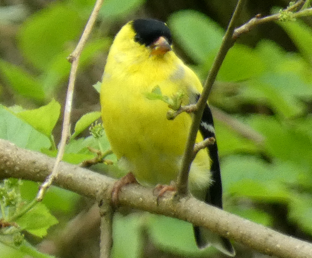 American Goldfinch - Marilynn Mullen