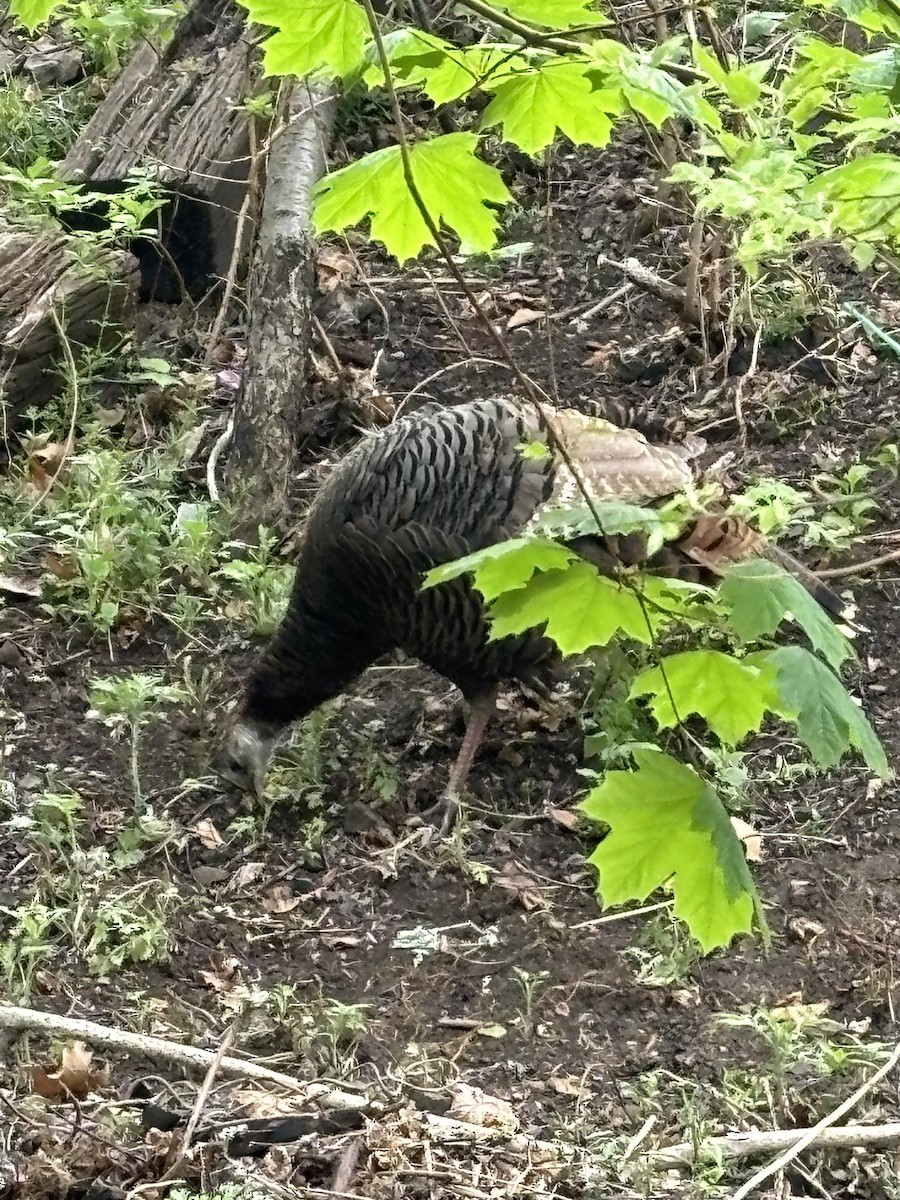 Wild Turkey - ML618213147