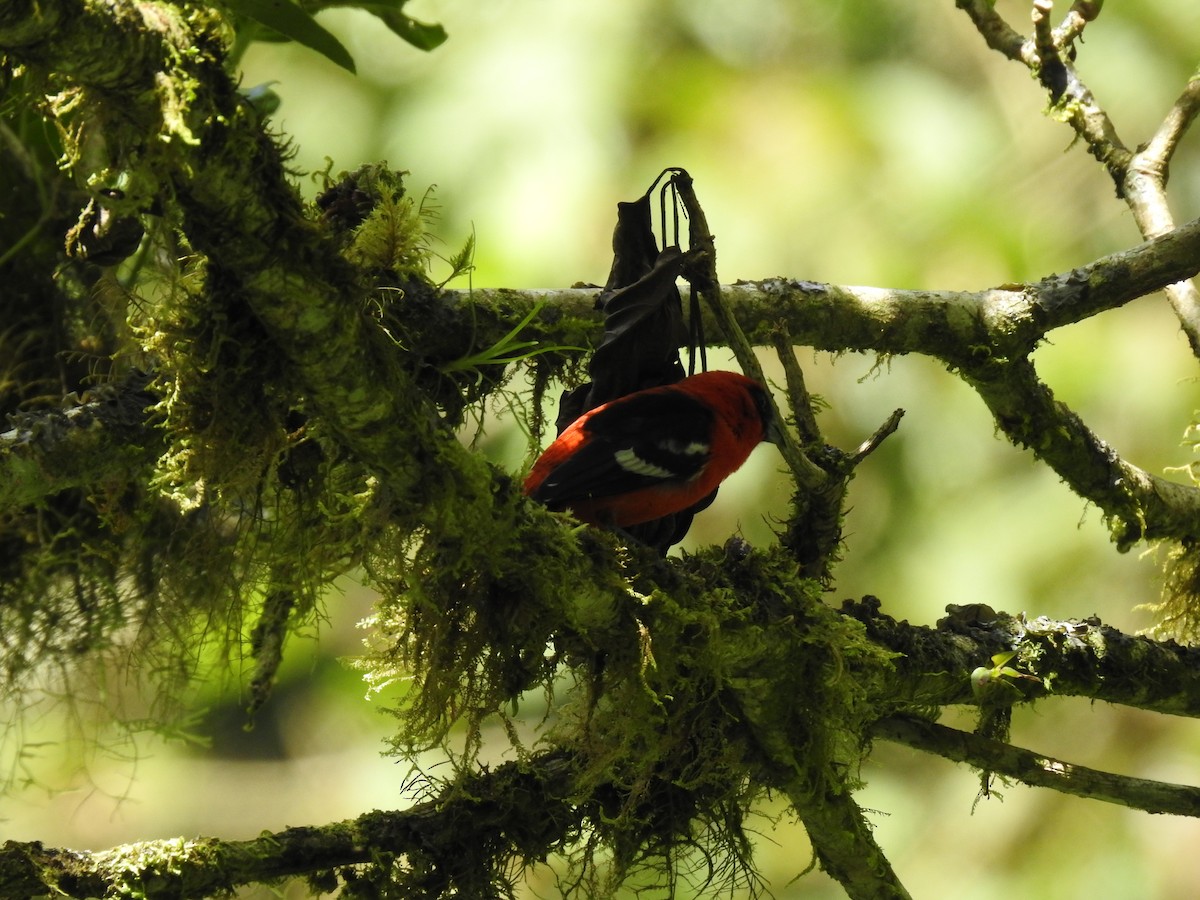 White-winged Tanager - Erick Barbato