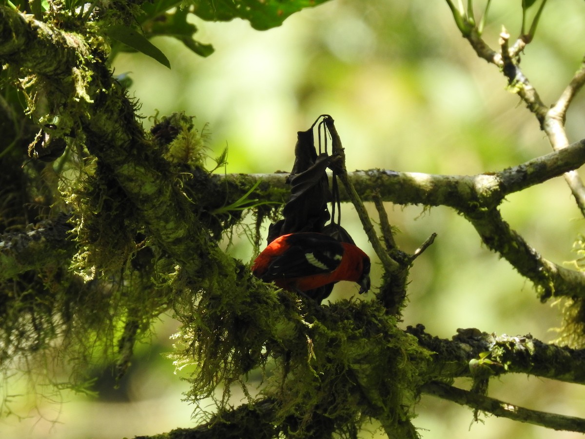 White-winged Tanager - Erick Barbato