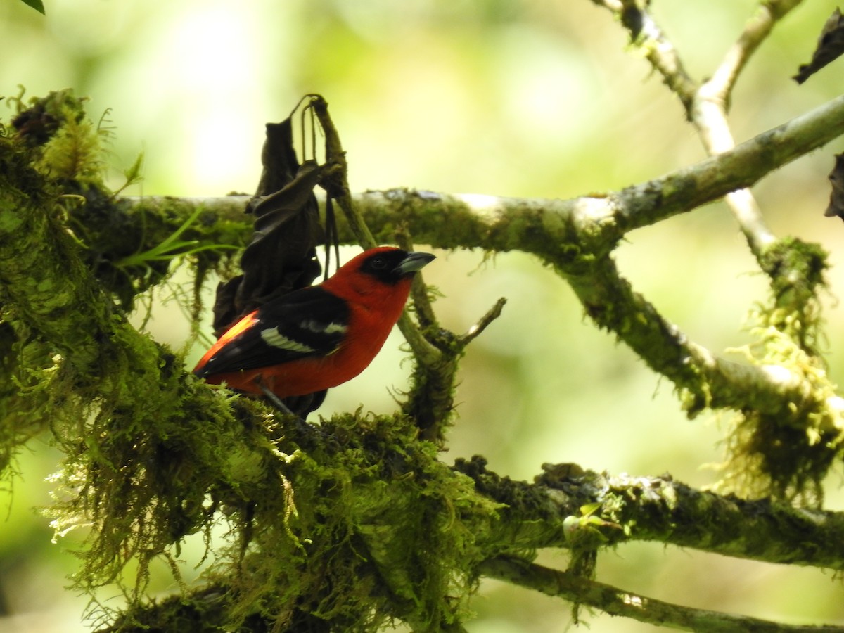 White-winged Tanager - Erick Barbato