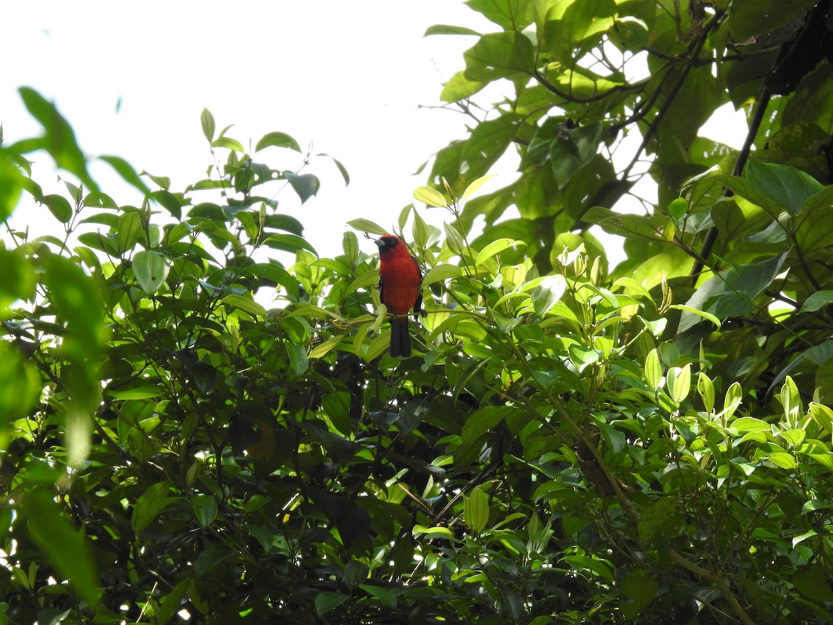 White-winged Tanager - Erick Barbato