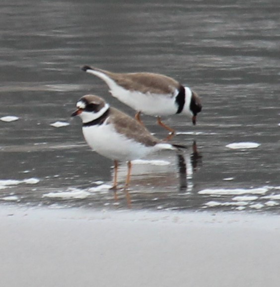 Semipalmated Plover - Milton Vine