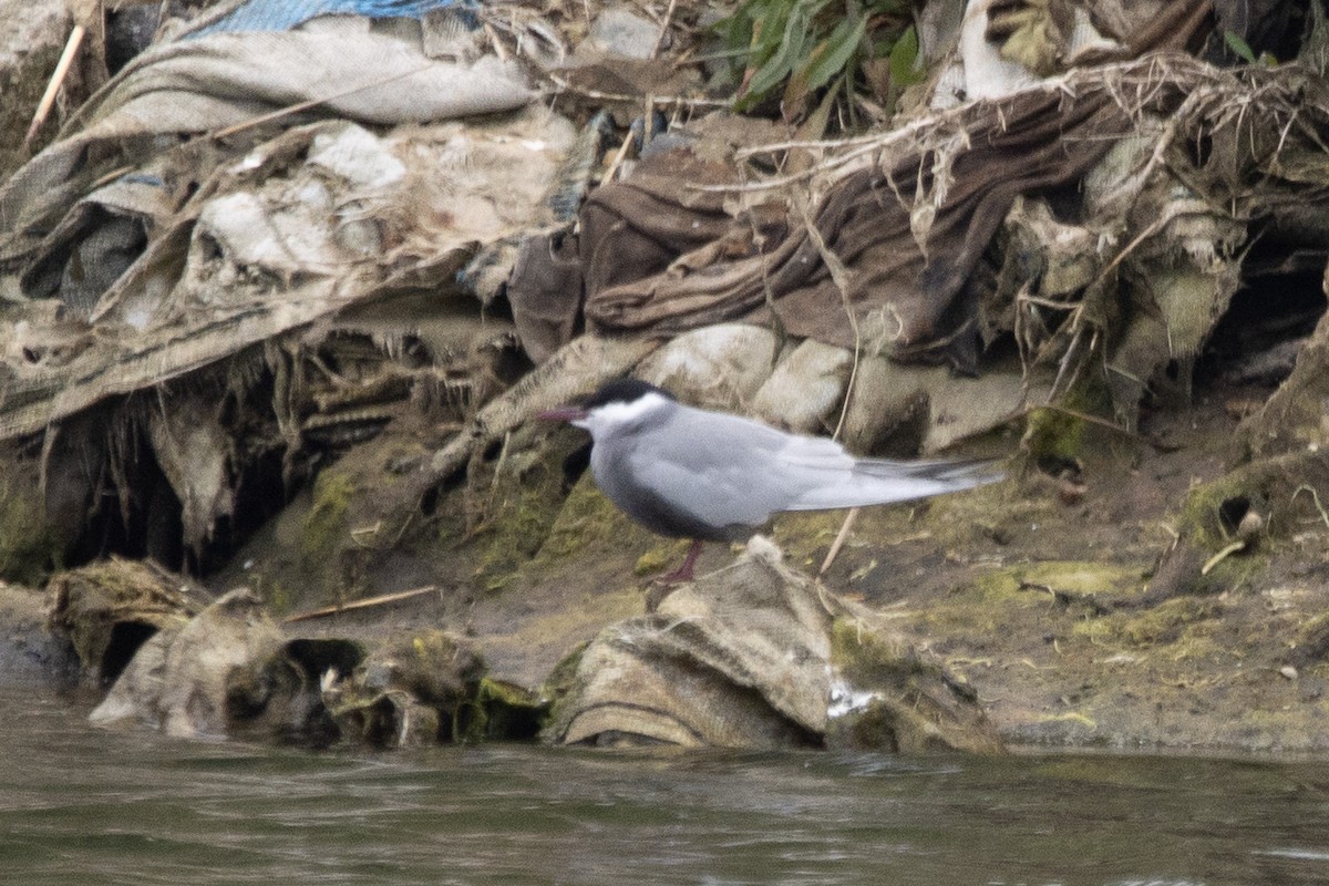 Whiskered Tern - YILMAZ TANIYICI