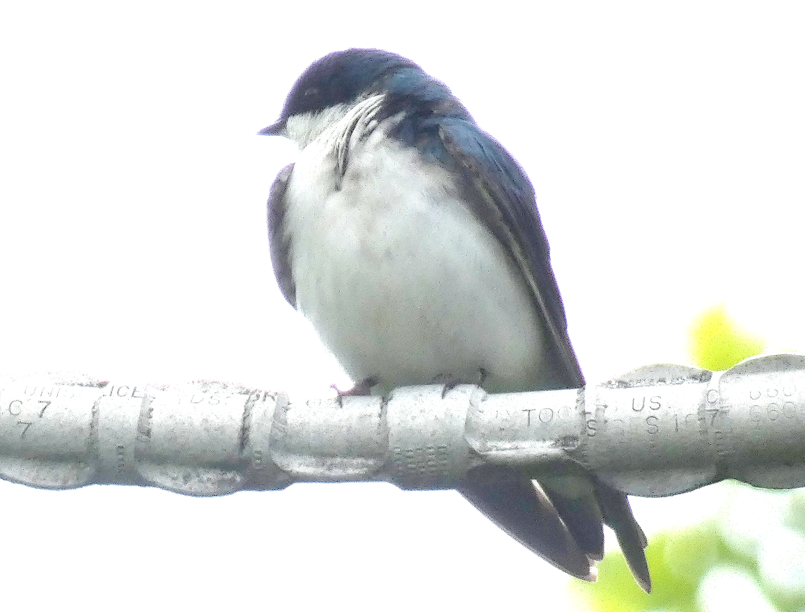 Tree Swallow - Marilynn Mullen