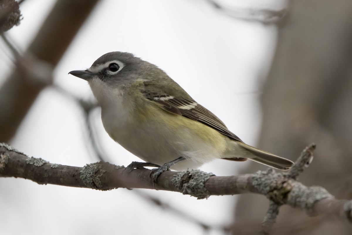 Blue-headed Vireo - Phil Harvey