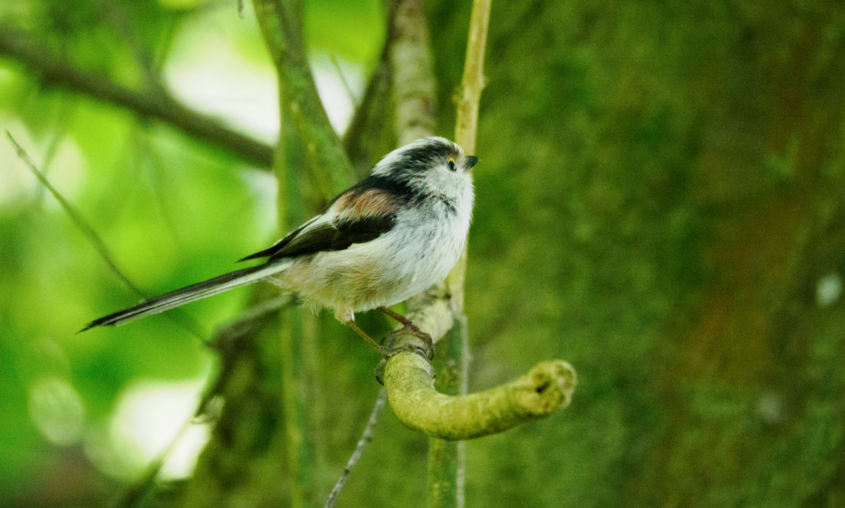 Long-tailed Tit - David Kaliss