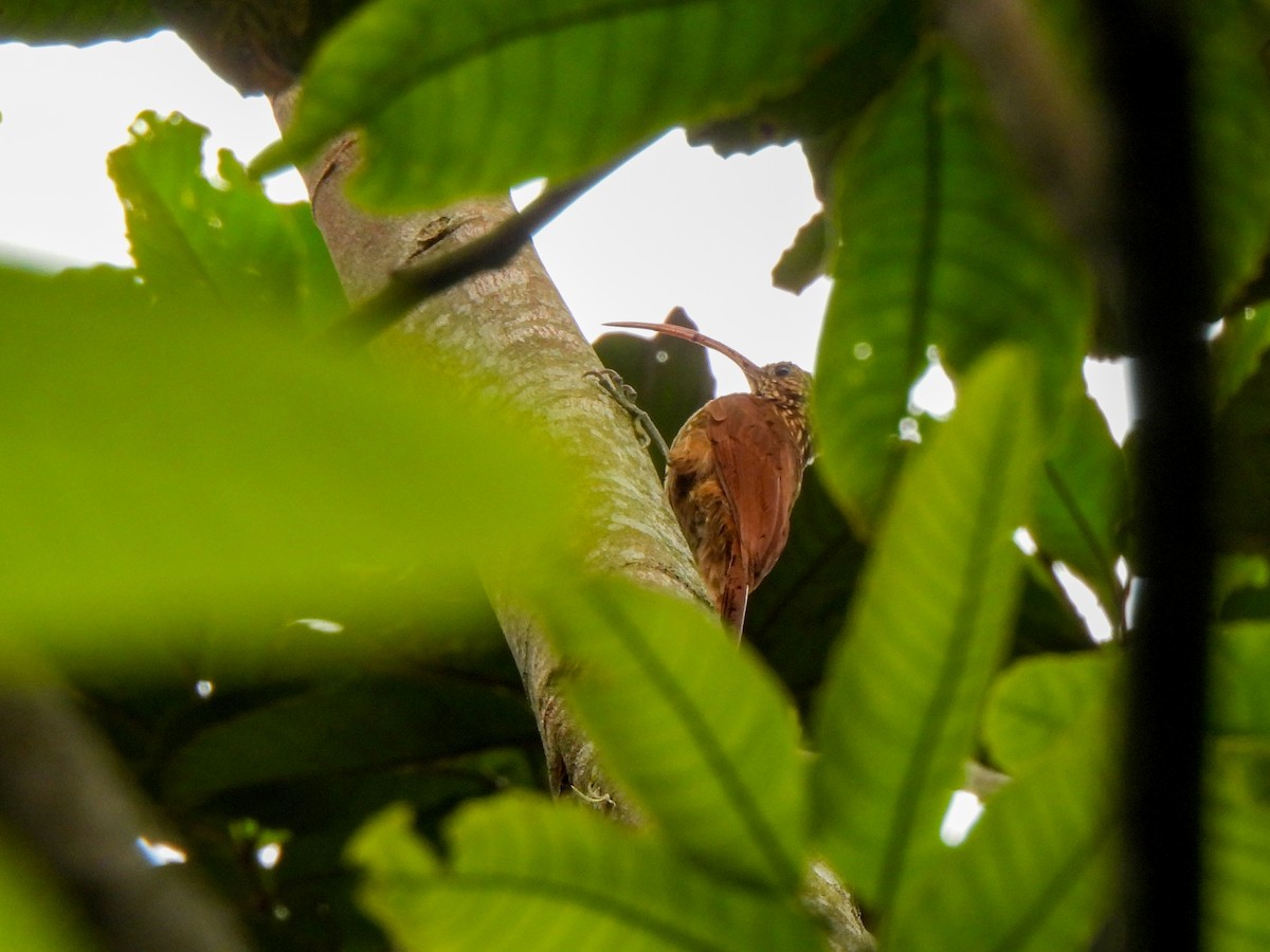 Red-billed Scythebill - Wilson Ortega