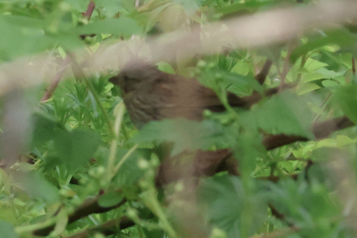 Lincoln's Sparrow - ML618213199