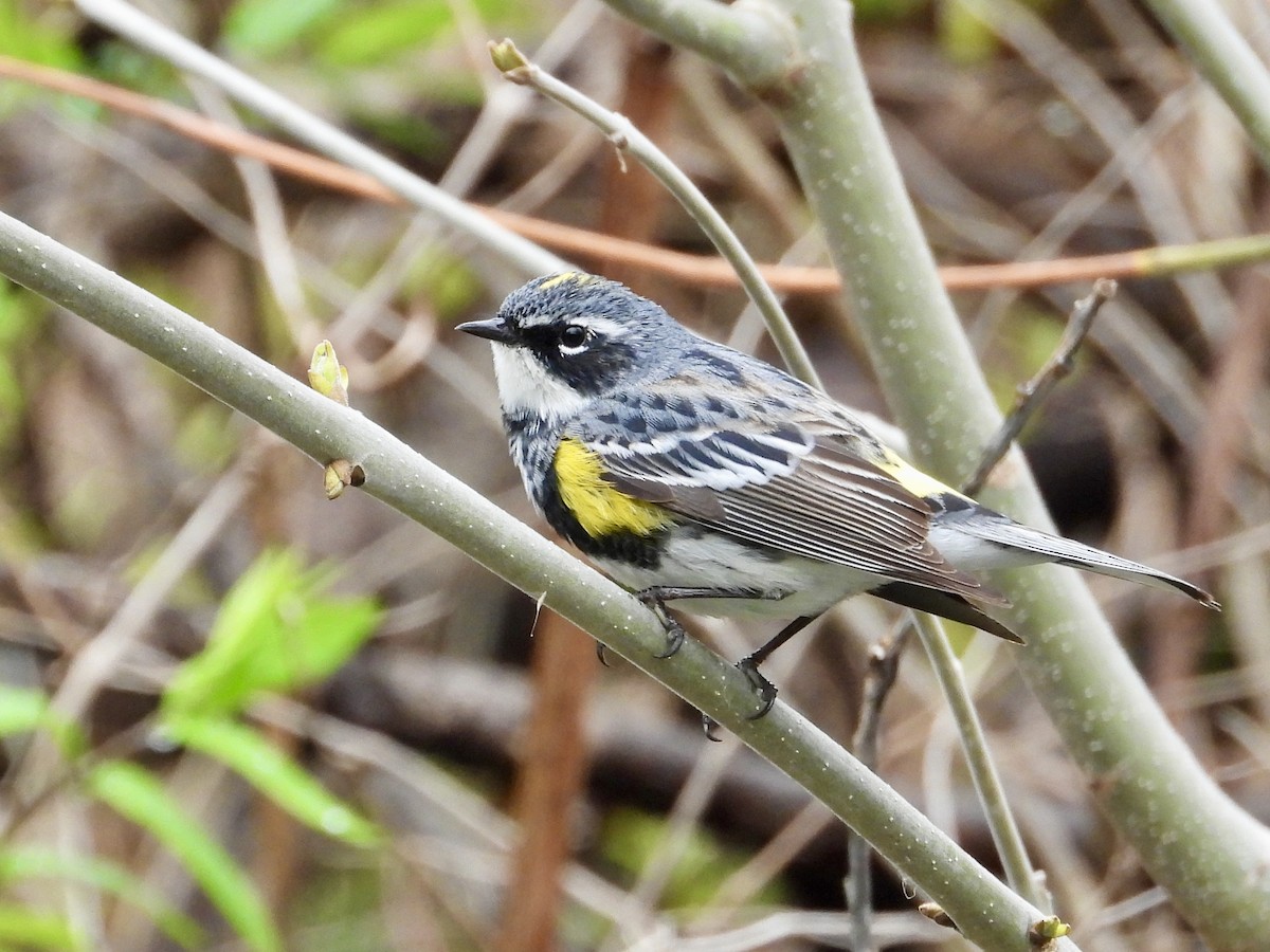 Yellow-rumped Warbler - Pat Hare