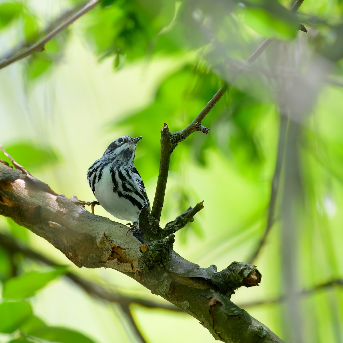 Black-and-white Warbler - ML618213252