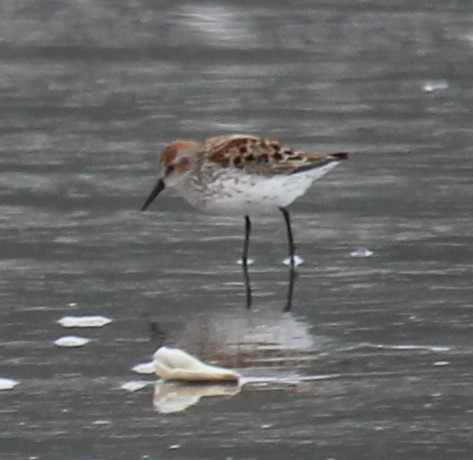 Western Sandpiper - Milton Vine