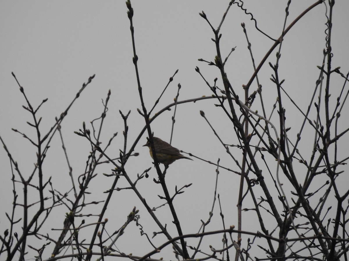 Palm Warbler - ML618213260