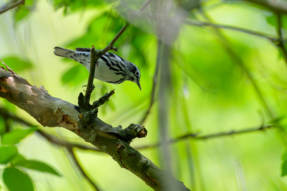 Black-and-white Warbler - ML618213273