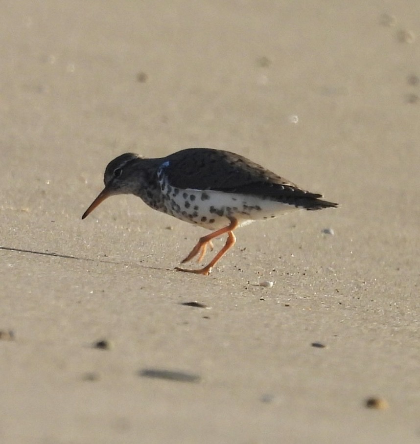 Spotted Sandpiper - Susan Lamberts