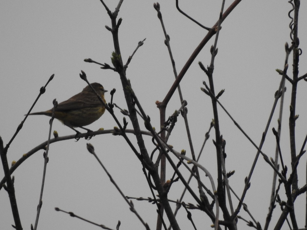 Palm Warbler - ML618213278