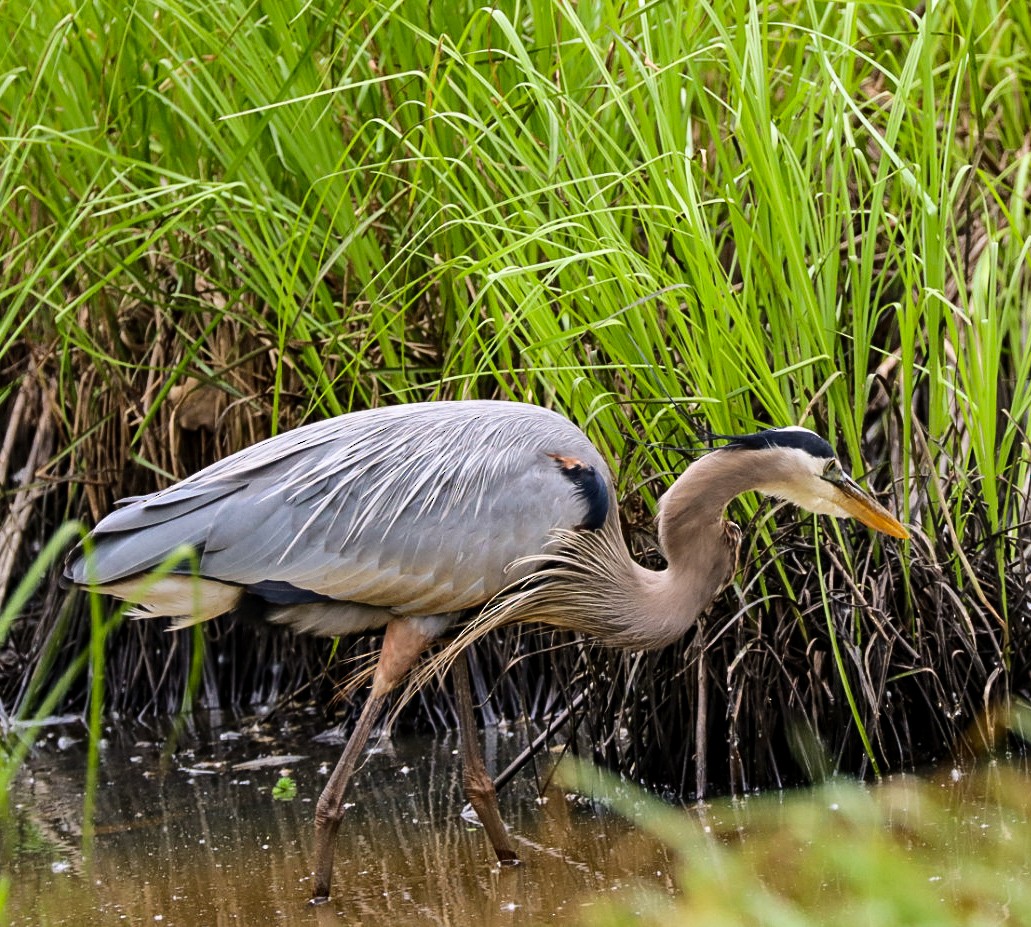 Great Blue Heron - ML618213296